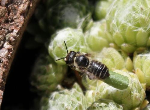 Megachile sp.